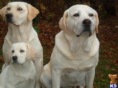 AKC YELLOW LABRADOR CHAMPION